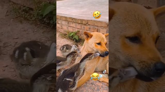 Собака и утки )) #угар ?#животные