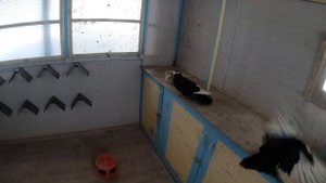 Курские голуби Самара