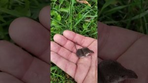 Бурозубка, реальный размер