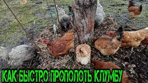 КАК БЫСТРО ПРОПОЛОТЬ КЛУМБУ