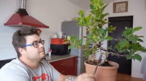 Bonsai pinzado Ficus Retusa de Esqueje