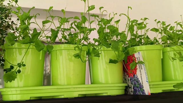 ОБЗОР ЦВЕТОЧНОЙ РАССАДЫ. 09.03.2023 г. смотреть онлайн