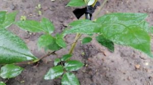 РОЗА ОЛД РОМЕО (Olde Romeo). 29 июня 2023 года. УКРАИНА ??