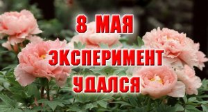8 мая. Вау! Эксперимент удался. Древовидный пион