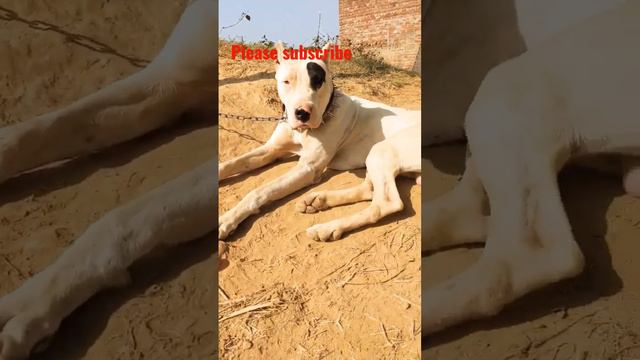 Pakistani bully Dog Punjab. dogo argentino hunting dog #dogstatus#dog #shortvideo #pakistanibully