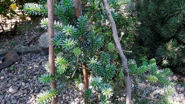 Начали цвести розы 1часть 2023. смотреть онлайн