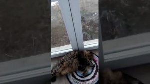 Кот пукает в школе 😂😂😂