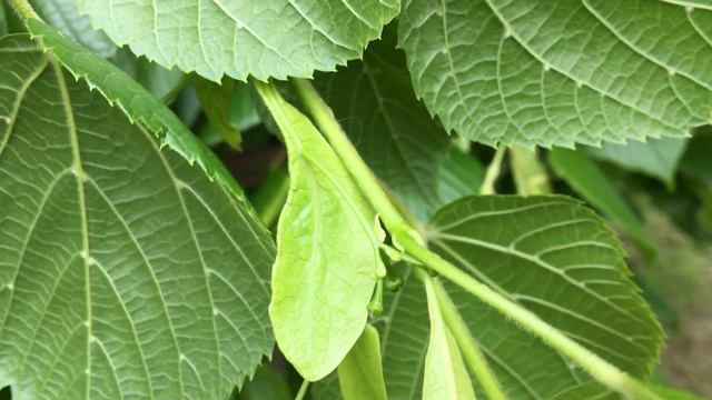 Large-leaved lime - young flowers, bract & leaves - May 2018 смотреть онлайн