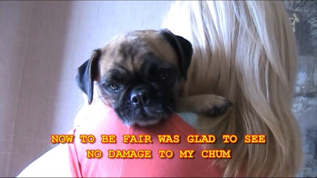 Loca the pug goes to the vet смотреть онлайн