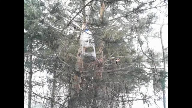 Бёрдинг от "ЭкоГрада", 08.02.2021: снегирь смотреть онлайн