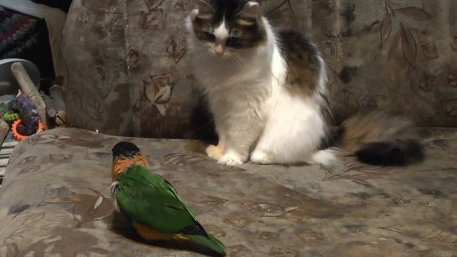 Попугай Каик играет с кошкой смотреть онлайн