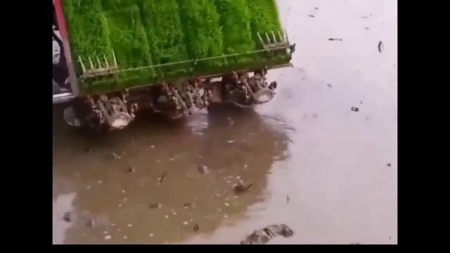 Как китайцы сегодня садят рис смотреть онлайн