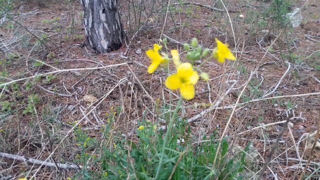 Руккола дикая (двурядник тонколистный Diplotaxis tenuifolia) смотреть онлайн