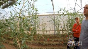 итальянские теплицы и томат чери