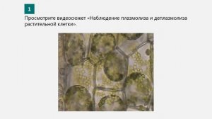 Биология 10 класс. Лабораторная работа № 3. Влияние различных факторов на мембрану клеток