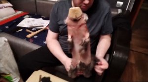 СНЯТИЕ ШКУРКИ СОБОЛЯ| КАК ЭТО ДЕЛАЕТ МОЙ ОХОТНИК.. 18 + (ВИДЕО НЕ ДЛЯ СЛАБОНЕРВНЫХ)