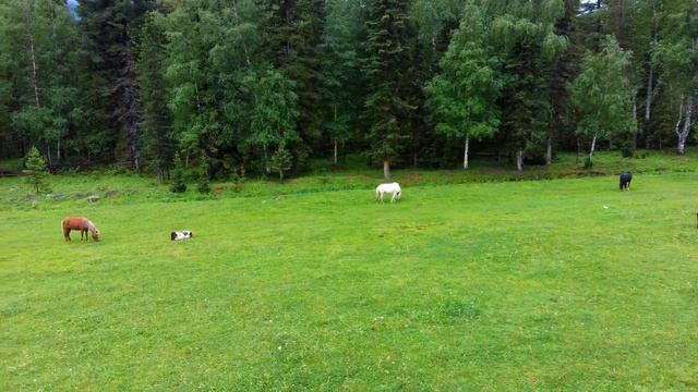 Западно -Алтайский заповедник.12.06.2021г. смотреть онлайн