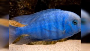 ЦИХЛИДЫ АФРИКАНСКИЕ