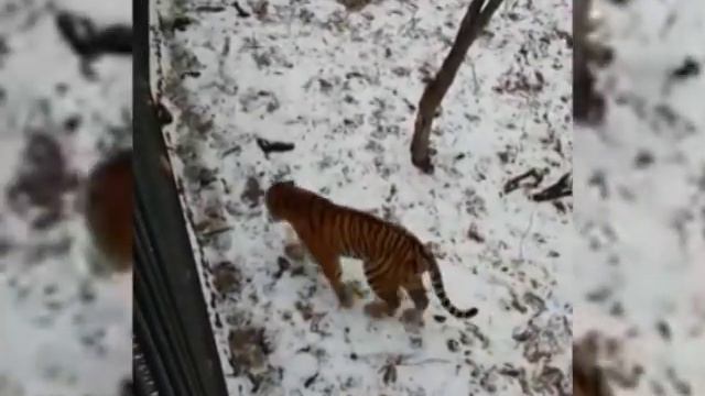 Осторожный Амур и бесстрашный Тимур смотреть онлайн