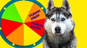 КОЛЕСО ФОРТУНЫ (Хаски Бандит) Говорящая собака
