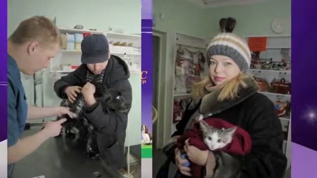 Ветеринарный Центр "Феникс" (Дмитров) смотреть онлайн