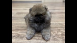 Померанский шпиц, радость для любимых деток. Реакция шпица на шотландку Шейлу.