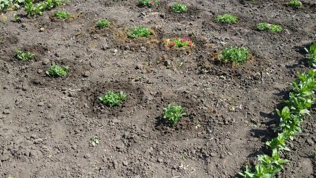 Ампельная петуния в открытом грунте