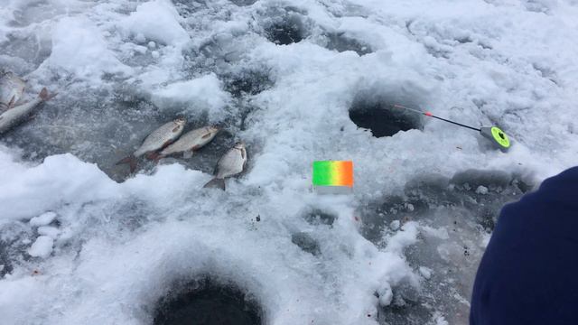 Попали на раздачу плотвы с сыном, рыбалка на стоячку! смотреть онлайн