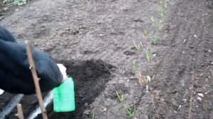 Как мы посеяли СЕМЕНА ЛУКА   Посев чернушки