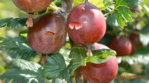 Крыжовник обыкновенная Садко (ribes grossularia sadko) ? обзор: как сажать, саженцы крыжовника Садк