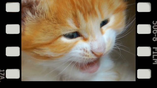 Поздравление котов с наступающим Новым Годом смотреть онлайн