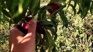 Нектарин "Рубиновый-4".