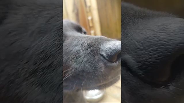 Подопечные приюта Ананда
