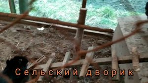 КУРЫ ПОРОДЫ АСТРОЛОРП, ЯЙЦО, ЦЫПЛЯТА