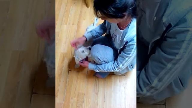 Обработка собак от паразитов смотреть онлайн