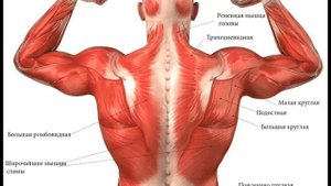 что будет если висеть на турнике каждый день