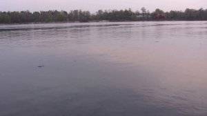 Весенняя ловля плотвы маховой удочкой на набережной.