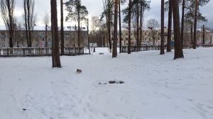 Как собаки метят территорию