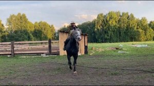 Самый Мощный конь першерон (уран) новосибирский конезавод