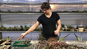 Эчеверия с гигантскими цветоносами - Георгий Аристов