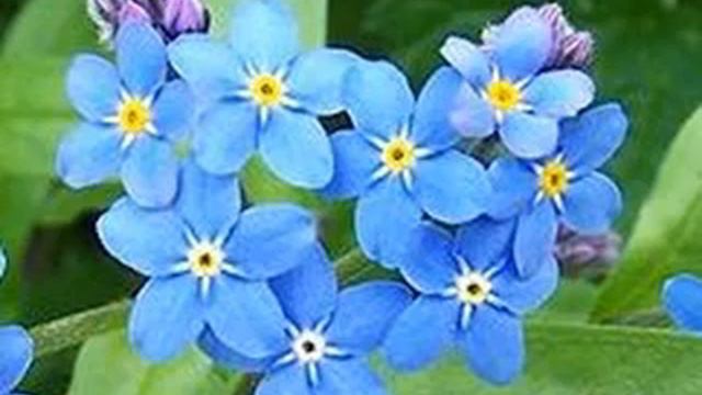 【オリジナルピアノ曲】ワスレナグサ Forget Me Not【Original Piano Piece】