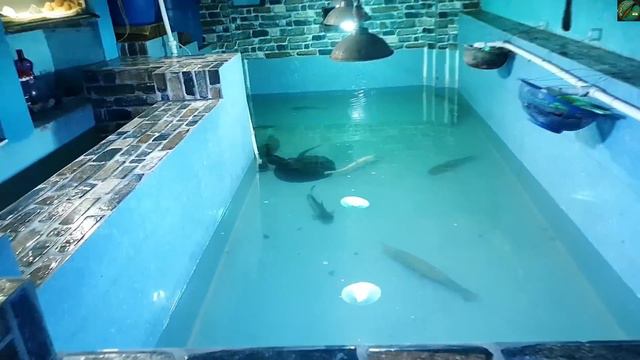 MY FISH ROOM TOUR *NEW* | MONSTER FISH, SHARKS FISH POND, PREDATOR TANK, MONSTER FISH FEEDING INDIA смотреть онлайн