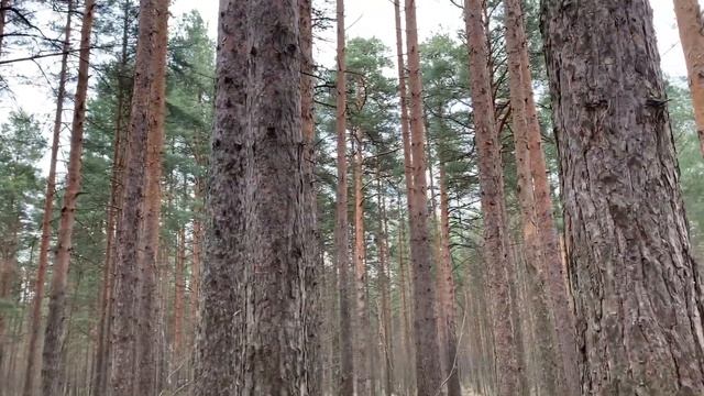 Прогулка По Весеннему Лесу Гостевой Брак