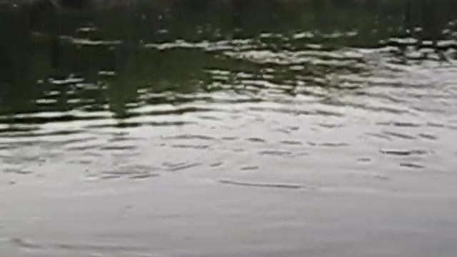 Сургут,рыбалка)