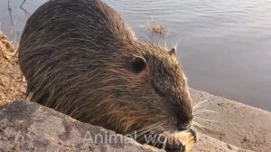 Удивительные водные животные