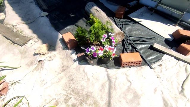 Петуния🌿Украсит любой участок🌿Обзор сортов🌿 26.07.2023 смотреть онлайн