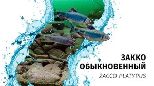 Закко обыкновенный. Незаслуженно непопулярная аквариумная рыба