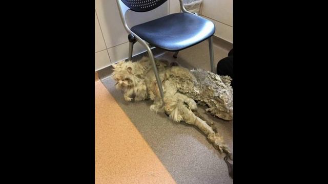 Спасатели нашли его в таком состоянии. Когда они сбрили шерсть, то не поверили своим глазам… смотреть онлайн