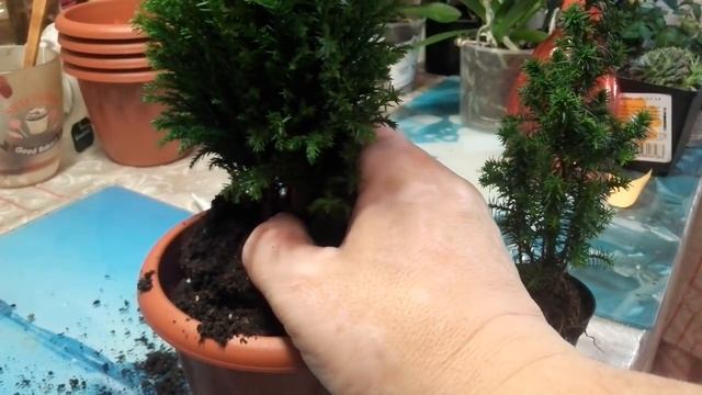 Как правильно делать пересадку кипариса Элвуди? смотреть онлайн