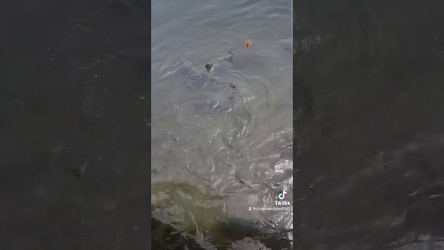 WILD ROBALOS ? EATING смотреть онлайн